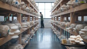 Ilustrasi Budidaya Jamur Tiram Modal Kecil: Untung Jutaan per Bulan 2026!