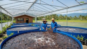 Ilustrasi Budidaya Lele Bioflok Modal Kecil: Ternyata Bisa Untung Rp5 Juta Per Bulan di 2026!