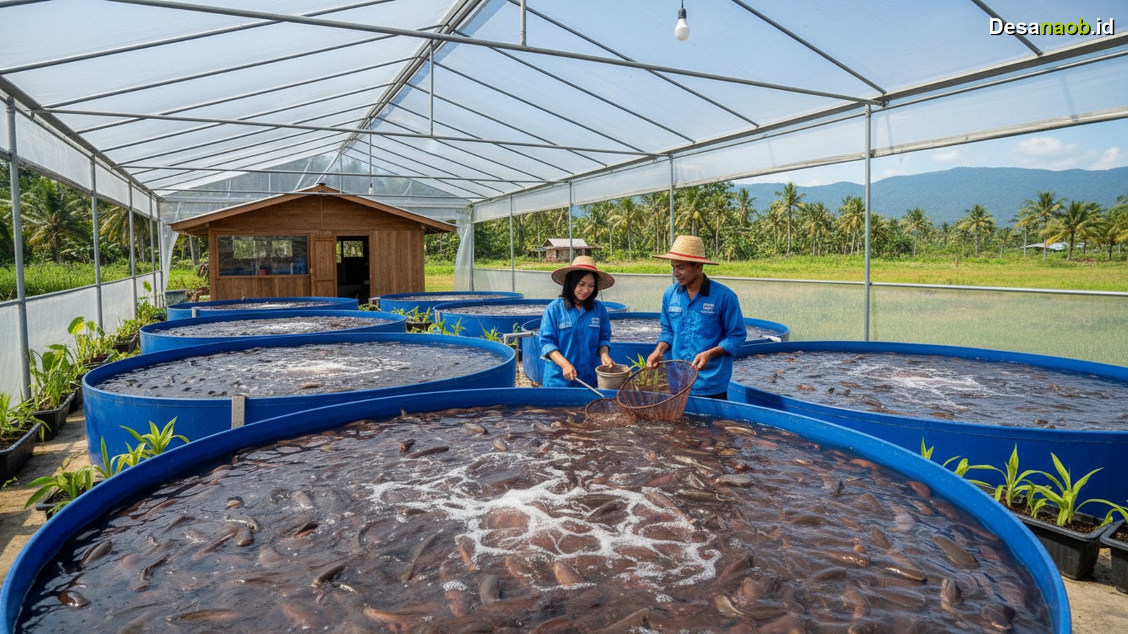 Ilustrasi Budidaya Lele Bioflok Modal Kecil: Ternyata Bisa Untung Rp5 Juta Per Bulan di 2026!