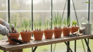 Ilustrasi Cara Menanam Bawang Merah di Pot: 7 Trik Mudah Panen Cepat 2026!