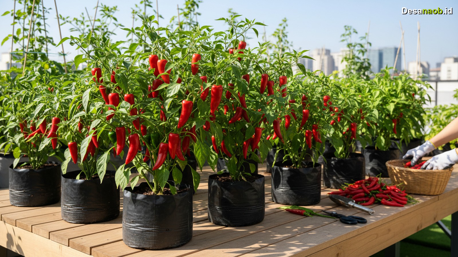 Ilustrasi Cara Menanam Cabai di Polybag: Panen Melimpah Anti Gagal 2026!
