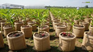 Ilustrasi Cara Menanam Jahe Merah di Karung: Omzet Puluhan Juta 2026!