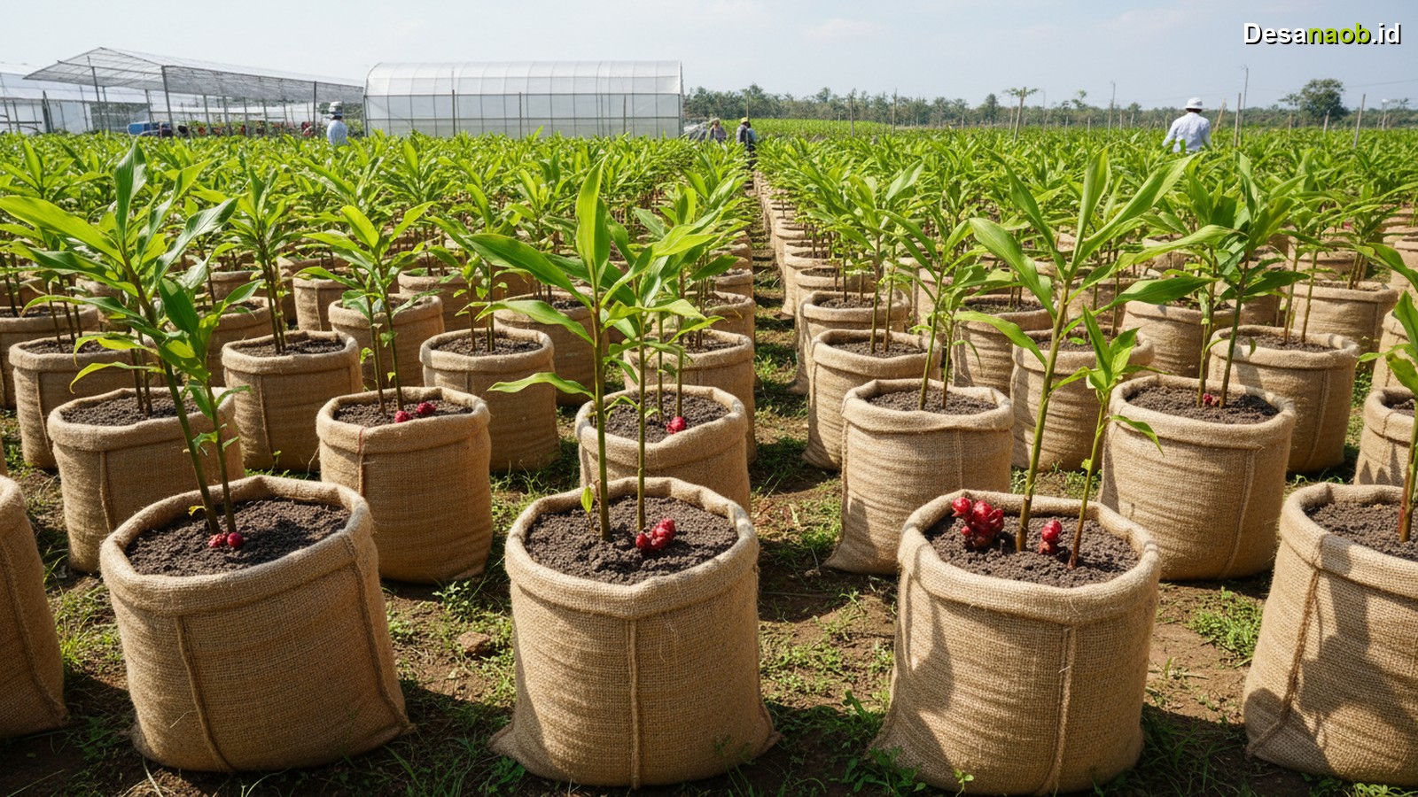 Ilustrasi Cara Menanam Jahe Merah di Karung: Omzet Puluhan Juta 2026!