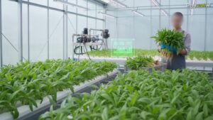 Ilustrasi Cara Menanam Kangkung Hidroponik: Panen Cepat Untung Jutaan 2026!