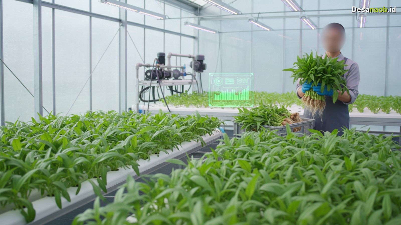 Ilustrasi Cara Menanam Kangkung Hidroponik: Panen Cepat Untung Jutaan 2026!