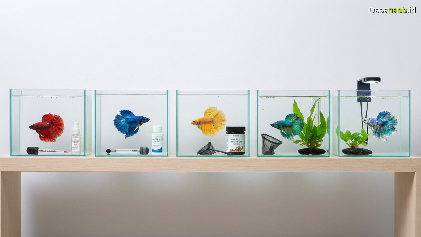 Ilustrasi Cara Merawat Ikan Cupang Hias: 5 Kiat Wajib agar Warna Cerah Maksimal 2026!