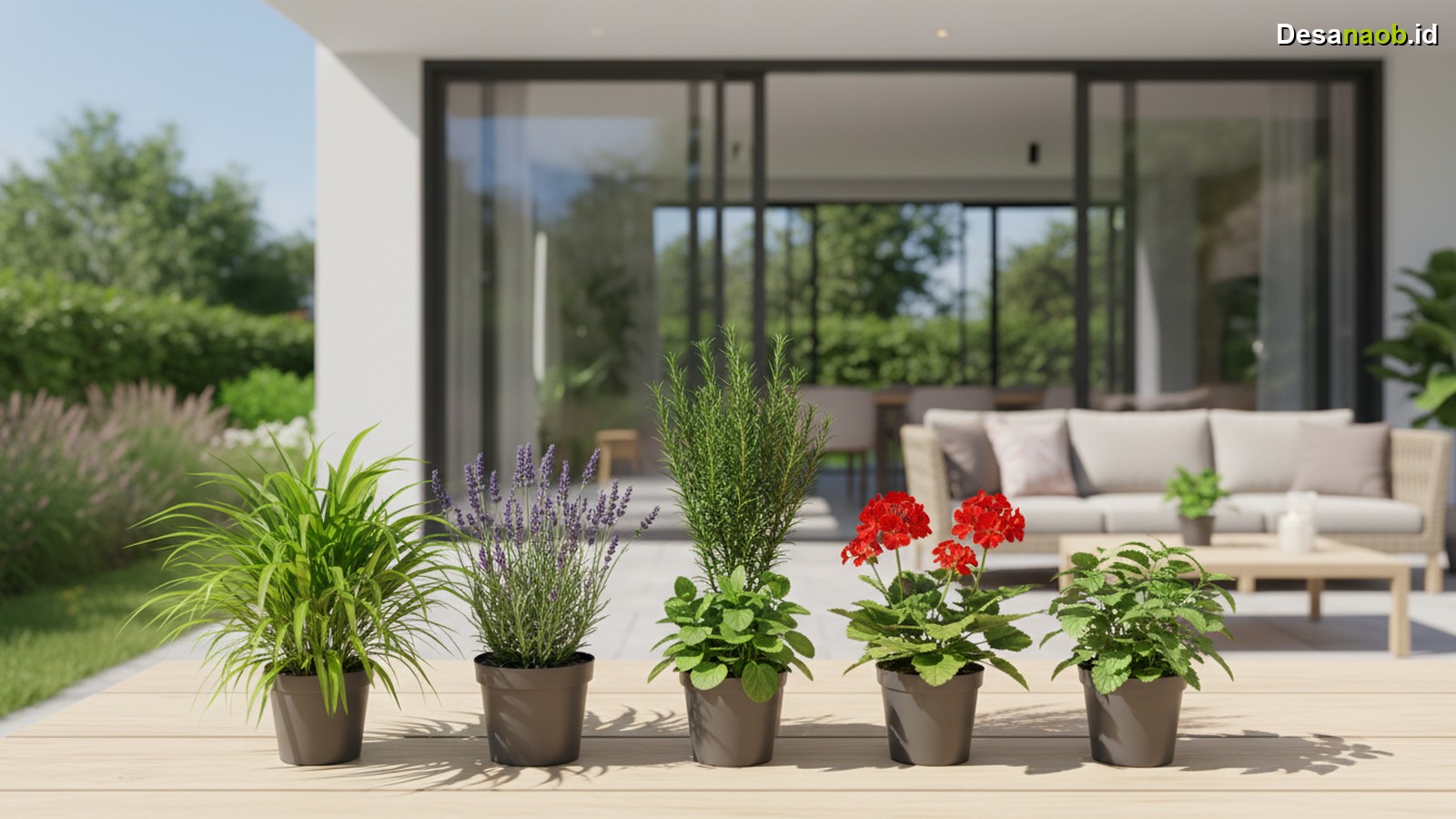 Ilustrasi Tanaman Pengusir Nyamuk: 7 Pilihan Ampuh Terbaru 2026, Rumah Bebas Nyamuk!